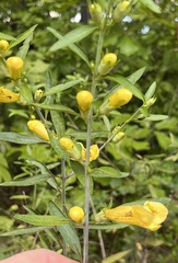 Aureolaria flava