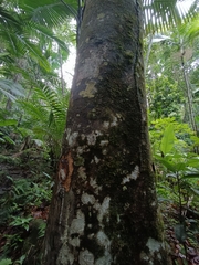 Dacryodes excelsa