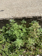 Leucospora multifida