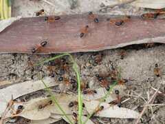 Camponotus consobrinus