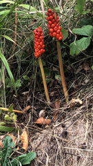 Arum maculatum