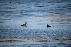 Somateria mollissima