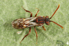 Nomada