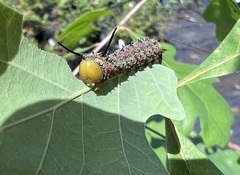Anisota pellucida