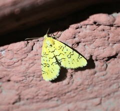 Chrysoecia atrolinea
