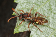 Nomada