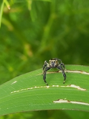Thyene imperialis