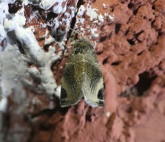 Plagiomimicus curiosum