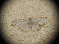 Idaea cervantaria