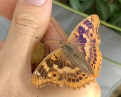 Apatura ilia