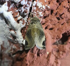 Plagiomimicus curiosum