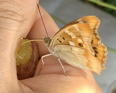 Apatura ilia