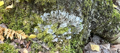 Peltigera canina