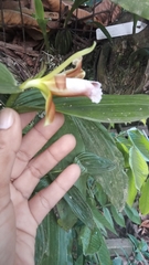 Sobralia atropubescens