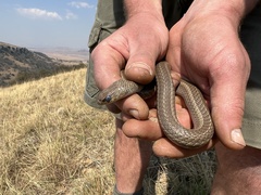Psammophis brevirostris
