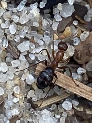 Formica pallidefulva