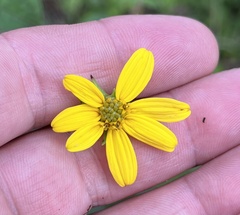 Helianthus microcephalus