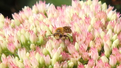 Colletes hederae