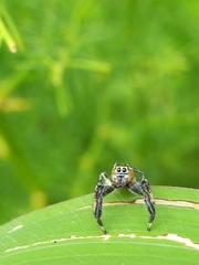 Thyene imperialis