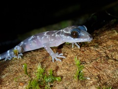 Cyrtodactylus redimiculus