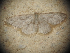 Idaea cervantaria