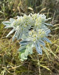 Euphorbia marginata