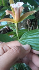 Sobralia atropubescens