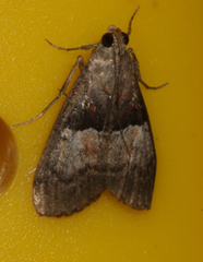 Pococera robustella