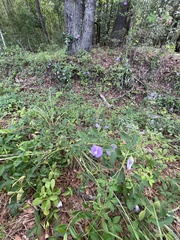 Centrosema virginianum