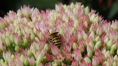 Colletes hederae