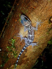 Cyrtodactylus redimiculus