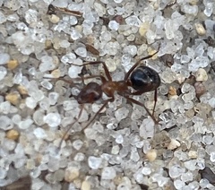 Formica pallidefulva