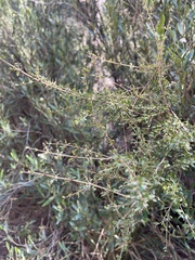 Coprosma quadrifida