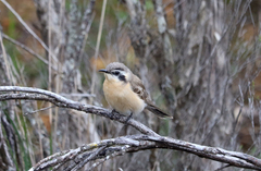 Chrysococcyx osculans