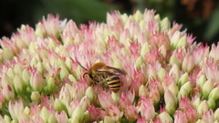 Colletes hederae