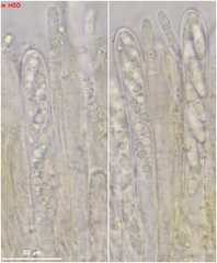Microglossum olivaceum