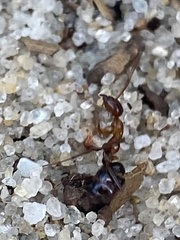 Formica pallidefulva