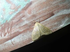 Pyraustinae