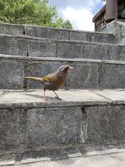 Trochalopteron morrisonianum