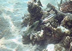 Halichoeres chloropterus