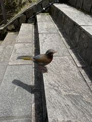 Trochalopteron morrisonianum