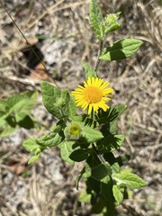 Pulicaria dysenterica