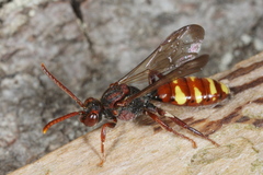 Nomada