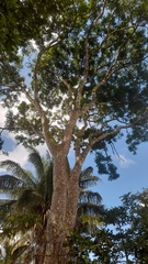 Astronium graveolens