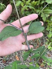 Helianthus microcephalus