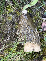 Phallus impudicus