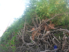 Platycladus orientalis