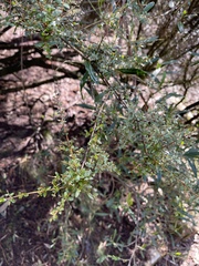 Coprosma quadrifida