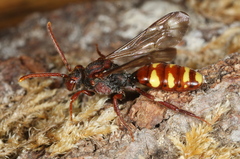 Nomada