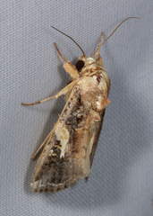 Spodoptera frugiperda
